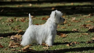 Westie Training Challenges: Solutions for Owners