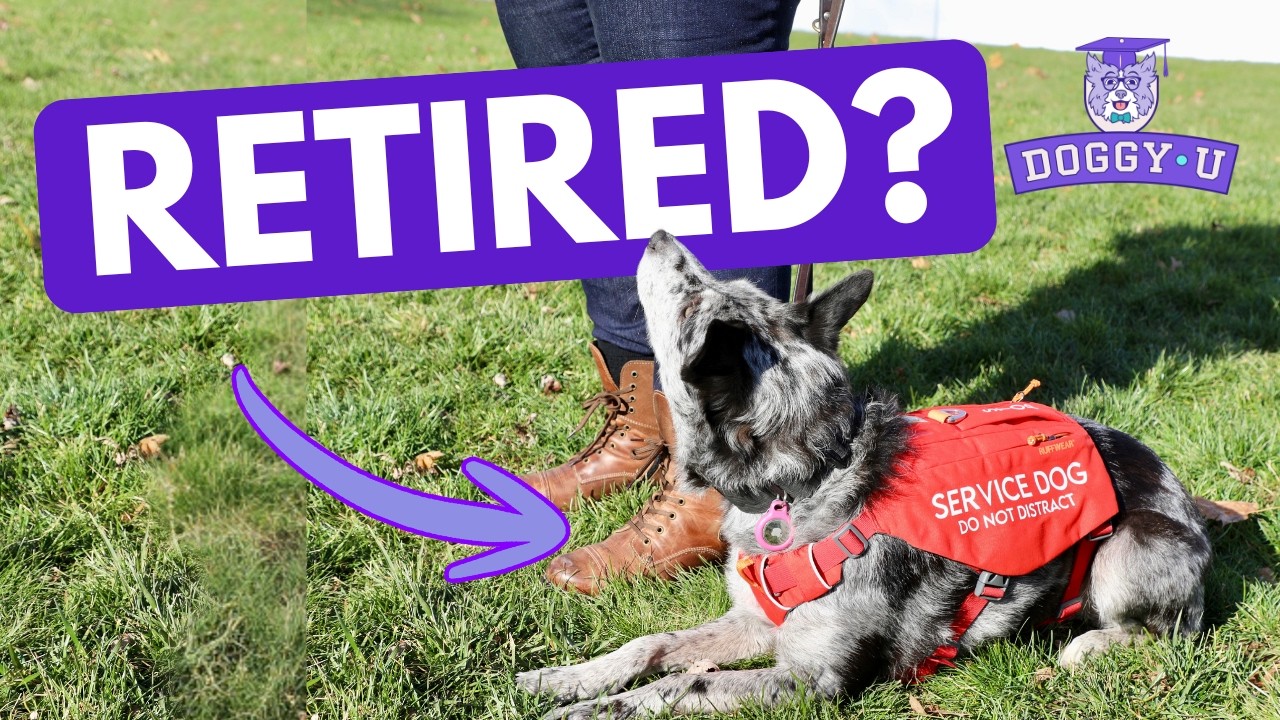 Service Dog Retirement: Signs It’s Time & How to Transition