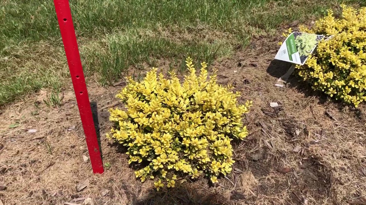 Brass Buckle Japanese Holly YouTube