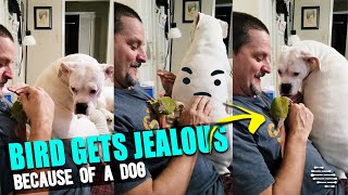 Bird Gets Jealous and Pecks Guy’s Hand to Stop Petting Dog