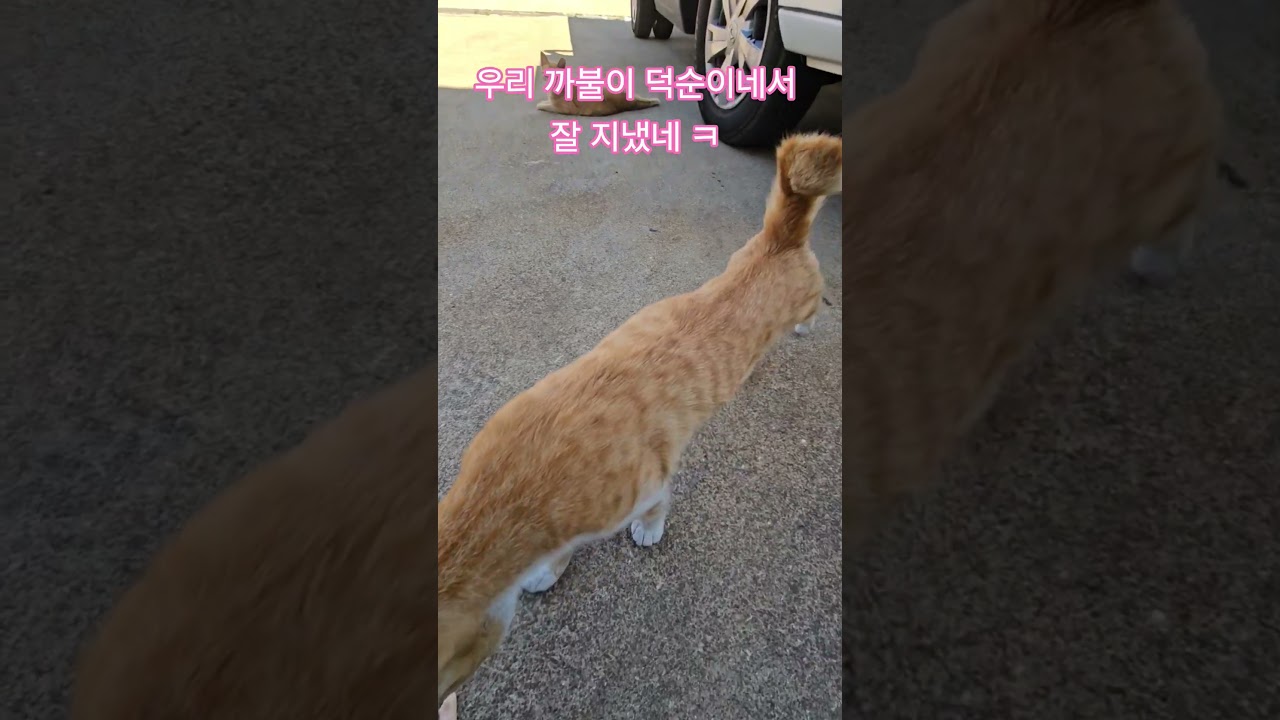 덕순이네 가족 #덕순 #까불이 #삼형제집사 #휴일 #부산강서구