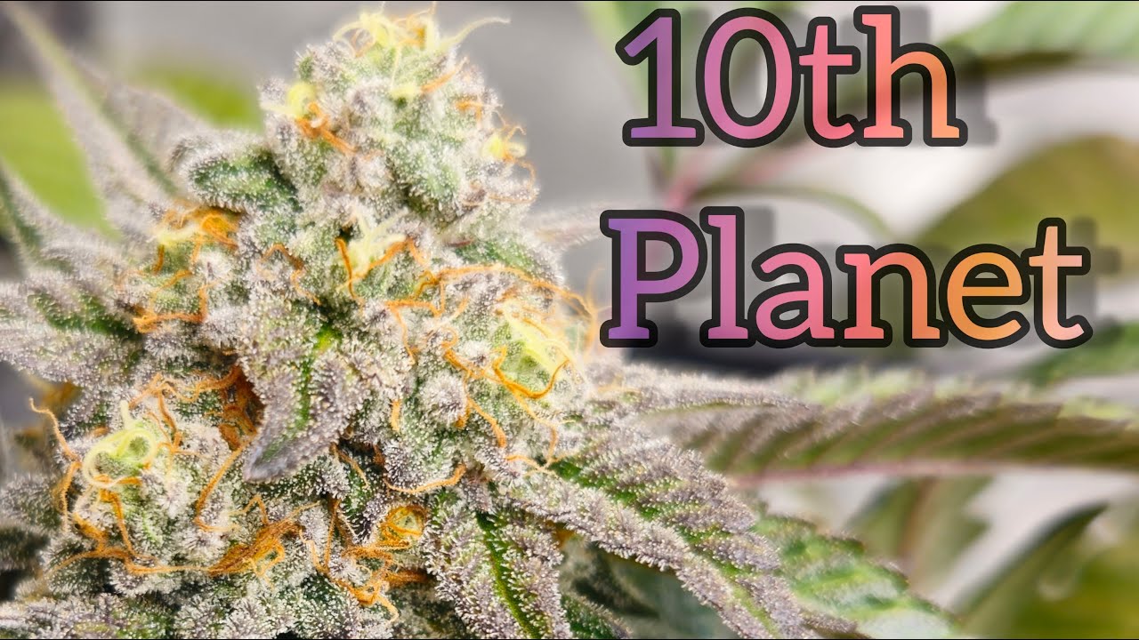 10th Planet week 5 of flower - The Friendly Grower