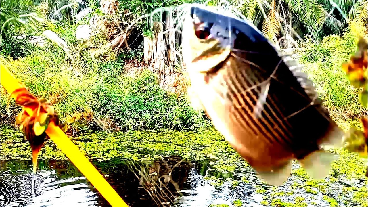 Sambil mancing sepat Siam,pakcik uji coba jebakan BATMAN.ternyata....berhasil.