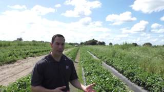 Live From the Fields: Green Bell Peppers. Immokalee, FL