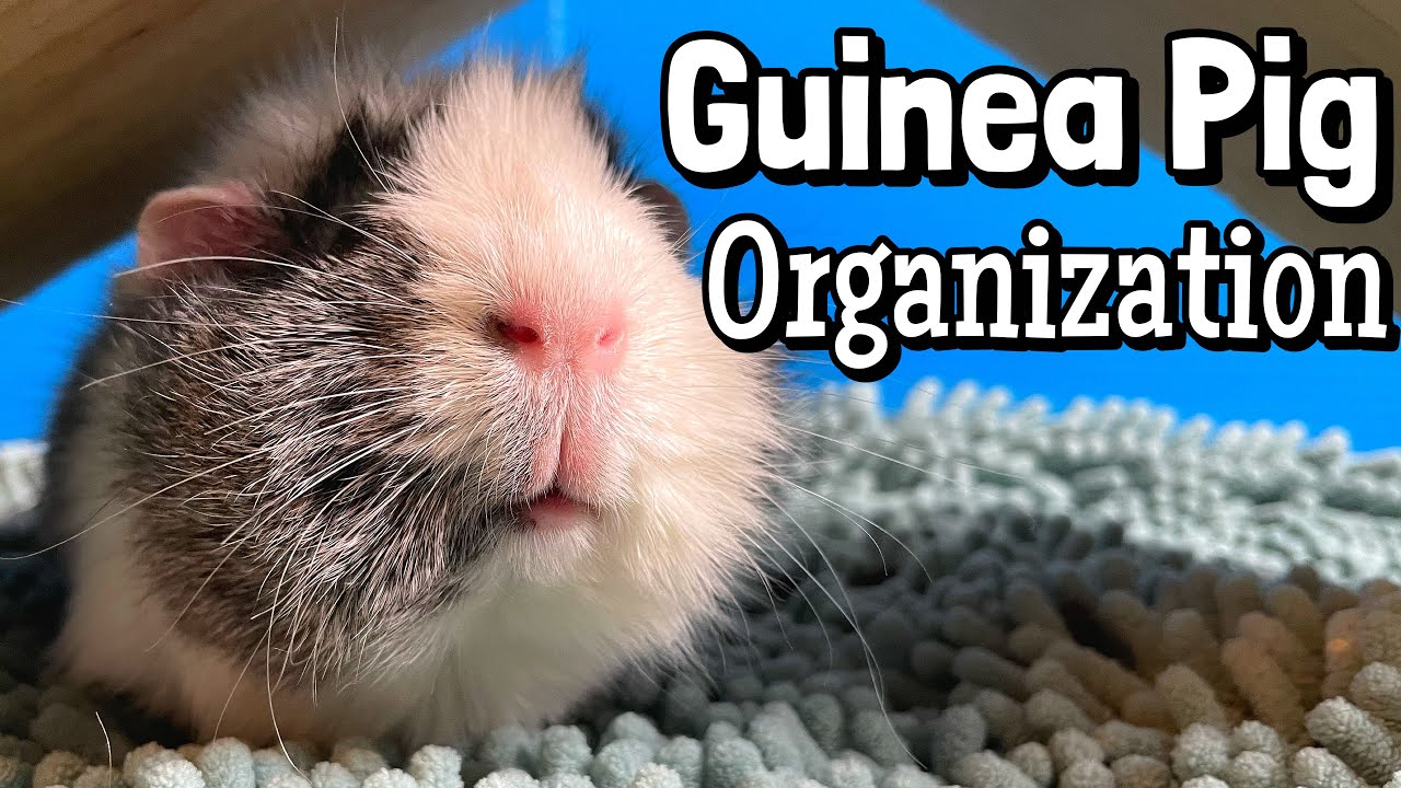 How I Organize My Guinea Pig Supplies 2021 | Pet Room Tour!