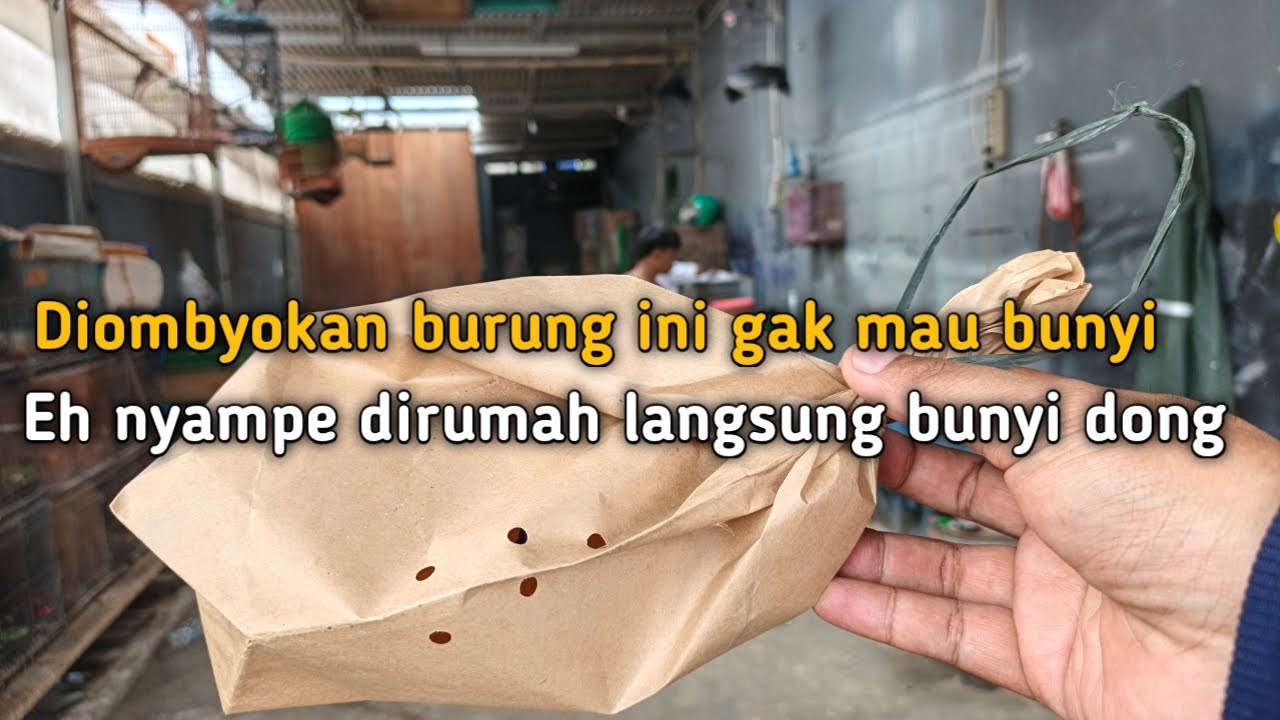 Ngombyok Burung Songon Sumatra di ciangsana