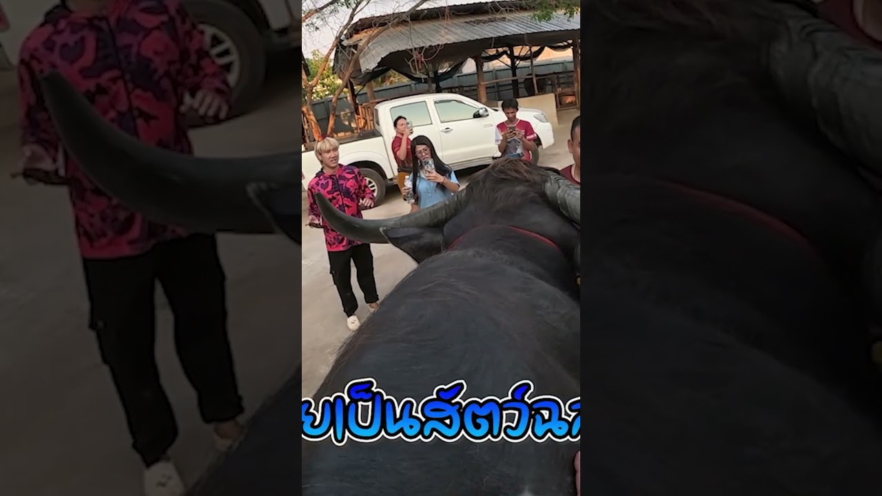 ควายเงินล้าน เจ้าช้างอุดร จอมให้ลูกมหัศจรรย์ !! 3 #ช้างอุดร #djpoom #คนหัวครัว #ดีเจภูมิ