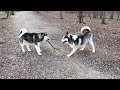 Husky fighting over a branch