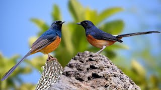 Nature's Bird Sounds - Beautiful 4K 10 Sound Bird Song Videos Extremely Relaxing - Deep Sleep by Gsus4 Officical 1,560 views 7 days ago 10 hours, 10 minutes