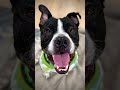 Bert video