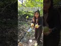 PANEN BUAH LANGSUNG FRESH #fyp #masukberanda #panenjambu #viralvideo #food #minivlog #fresh #fypシ