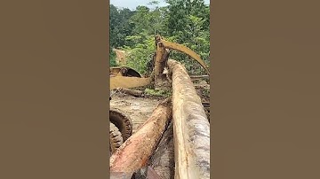 wheelloader  caterpillar loading logs
