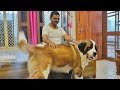 Morning Playtime with Papa | Saint Bernard's love for his Owner