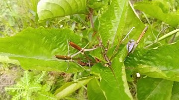 Kencana Unggu "PLETEKAN"  Ruellia Tuberosa L