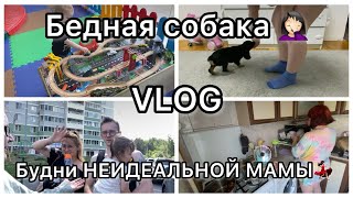 Будни НЕидеальной мамы💃🏻||VLOG||Бедная собака🤦🏻‍♀️