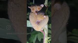 Western tarsier and baby, Danum Valley, Borneo.  #borneo #danum #tarsier #wildlife #rainforestsound