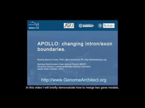 Apollo: merging and setting intron/exon boundaries.