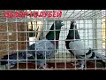 Обзор Бакинских сизых голубей Максима в Ярославской обл! ##tauben #pigeons #göyərçinlər