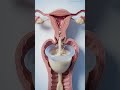 How Conception Cups Work: 3D Medical Animation of Female Fertility Explained 🩺✨ai generated