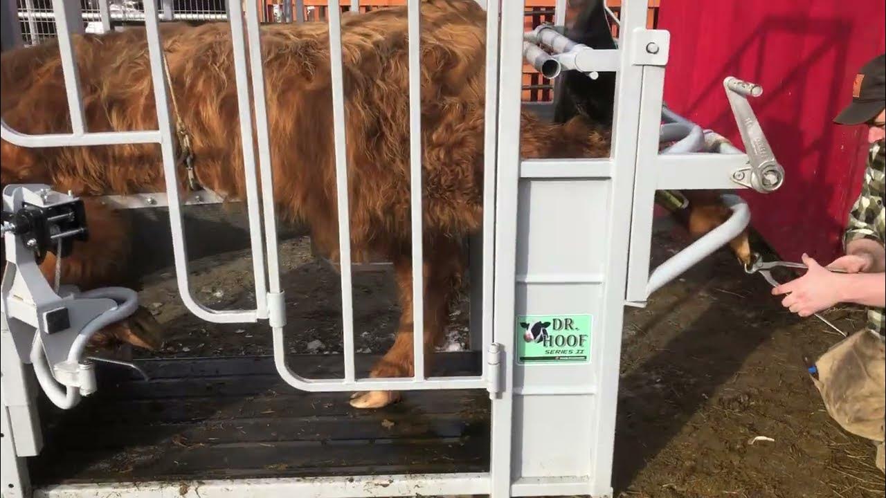 Hoof trimming a Scottish Highland X heifer in Dr. Hoof hoof trimming