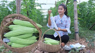 Pick bitter gourd from the farm for cooking / Stir-fry shrimps and Chicken soup bitter gourd