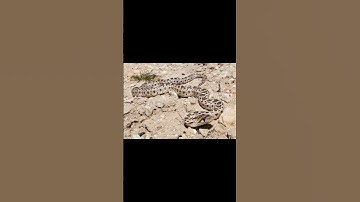 Pacific Gopher Snake and Timber Rattlesnake