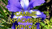 Своими Руками