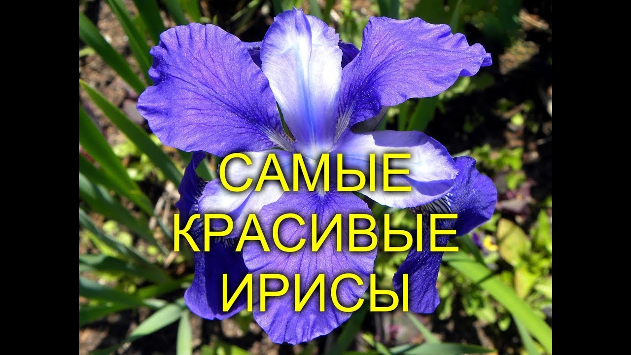 САМЫЕ КРАСИВЫЕ ИРИСЫ, ФОТО - YouTube