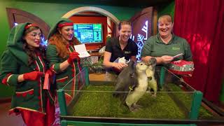 Penguin Chick Gender Reveal! | Busch Gardens Tampa Bay