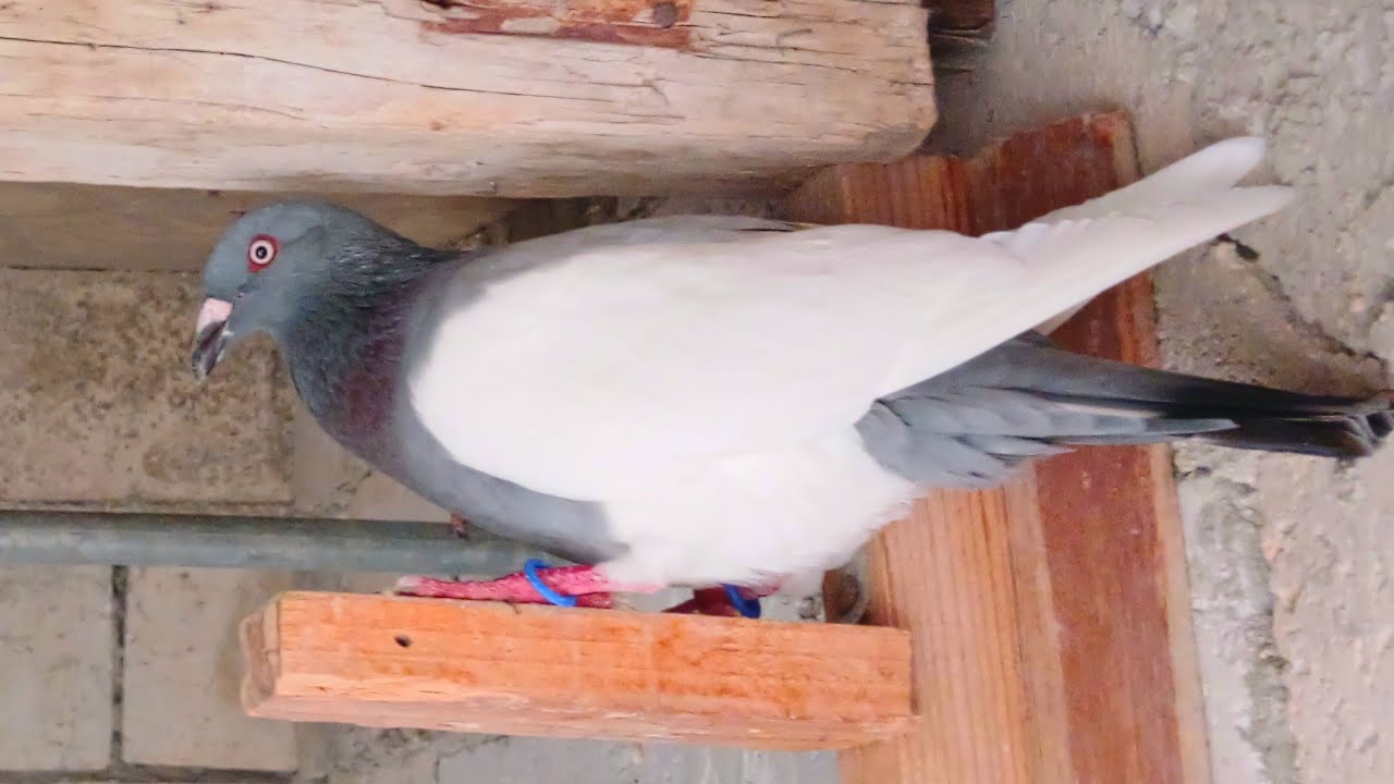 شوف الحمام القويه وهي تلعب لعب 😱💥