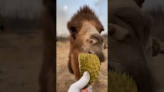 How Can Camels Eat Cacti #shorts screenshot 5