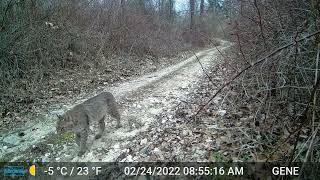 A Few Bobcats From The Property