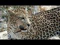 Cheetah roar  sundarbans cooking  top speed of cheetah  rising