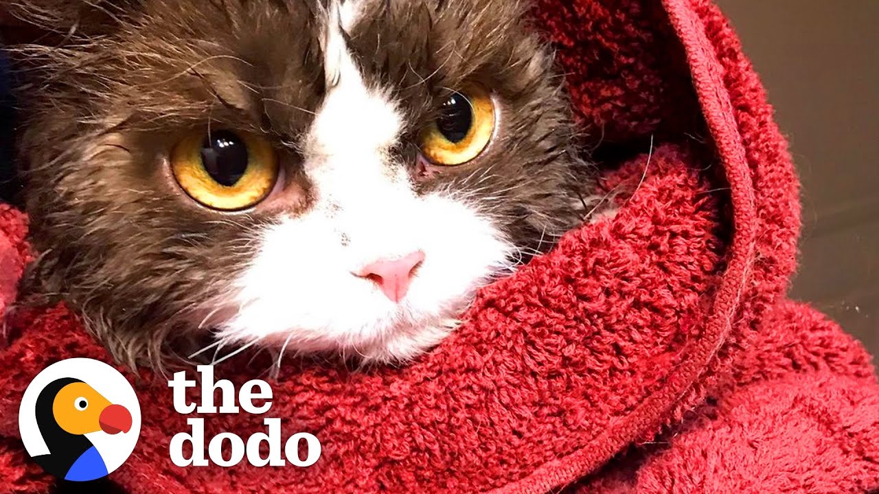 ⁣Curly, Grumpy Kitten Loves Her Dog Brother | The Dodo Cat Crazy