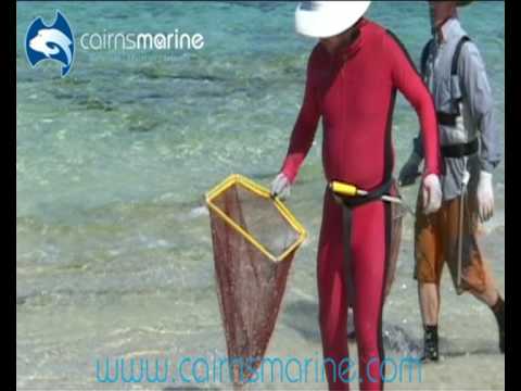 Collecting the 'Jumping Eels' of Willis Island