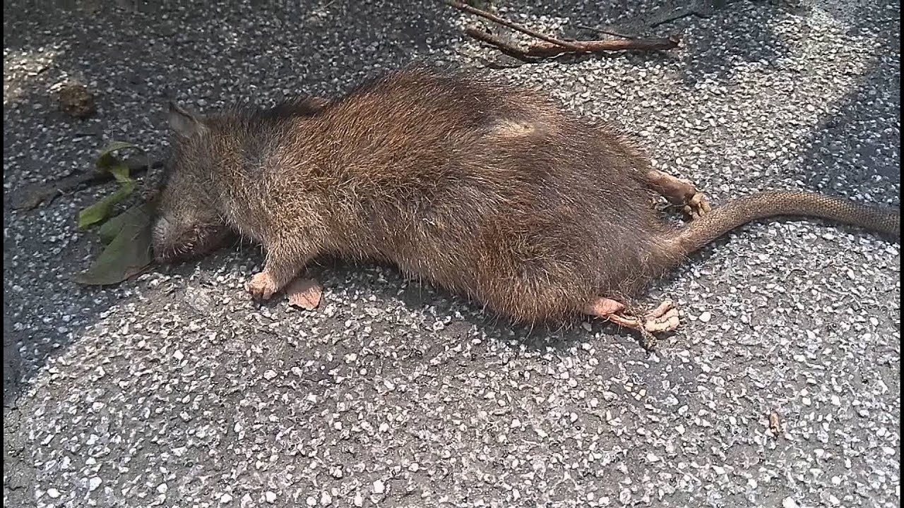 ネズミ の 死骸 不吉