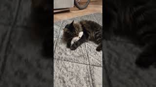 Васина добыча. 😸 #cat #funny #концерт #song #catlover #art #медведь #dance #топ #music