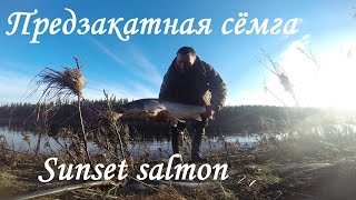 Предзакатная сёмга. Тестирование блесен &quot;TOXIC irony&quot;./Sunset salmon. Lure &quot;TOXIC irony&quot; testing.