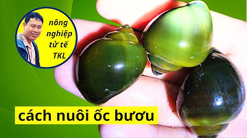 hướng dẫn nuôi ốc bươu đen sinh sản | #nongnghieptute