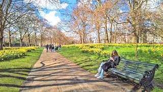 London Spring Walk with Cherry Blossoms 🌸 Big Ben to Hyde Park Corner - 4K 60fps screenshot 3