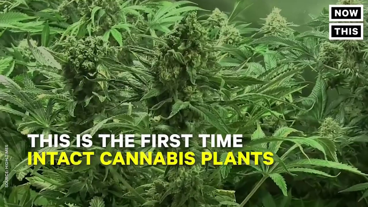 Archaeologists discover 2,500 year old marijuana