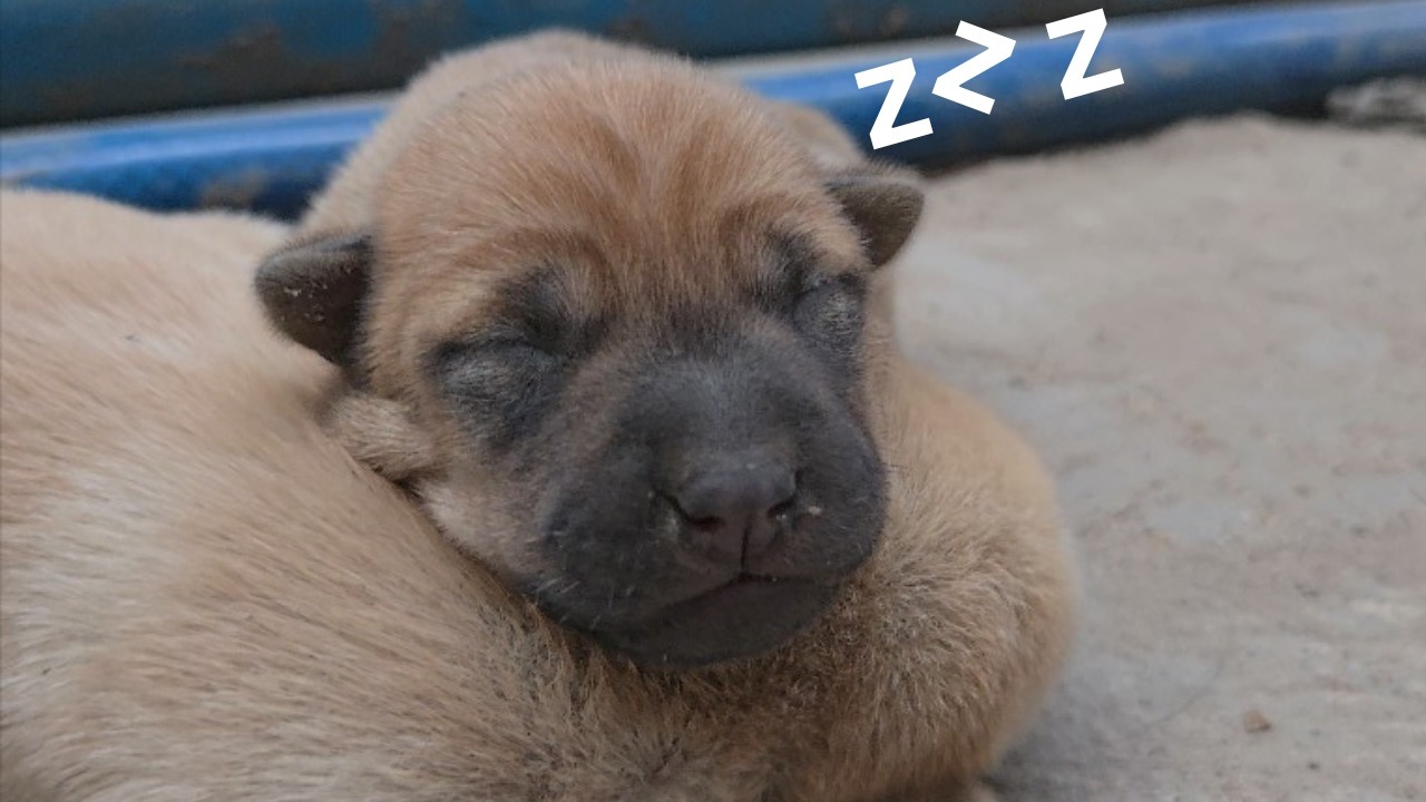 Baby Dog Sleeping: Cutest Puppy Sleeping Compilation