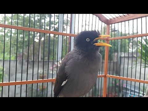 Suara pancingan Jalak Kebo gacor Full Isian Cocok Untuk Semua Jenis Burung Jalak Muda / Jalak Stres