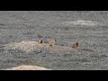 Marmots on a windy march day / Сурки ветренным мартовским днем