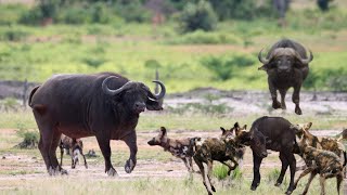 buffalo vs anjing liar-kerbau tidak menyerah pada pengepungan screenshot 5