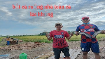 bắt cá ruộng nhà toàn cá lóc khủng