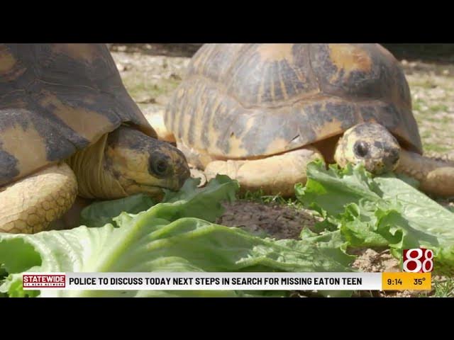 Houston Zoo's 90-year-old tortoise 'Mr. Pickles' is a first-time