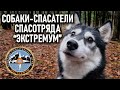 Собаки в поиске пропавших людей. Спасательный отряд Экстремум короткое интервью