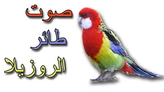 │صوت طائر الروزيلا للتحفيز على التزاوج │The sound of the rosella bird to stimulate mating│