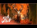 Exploring the splendid lives of fall wildlife  autumn  world of colours  real wild
